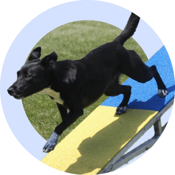 Agility Trial Prep