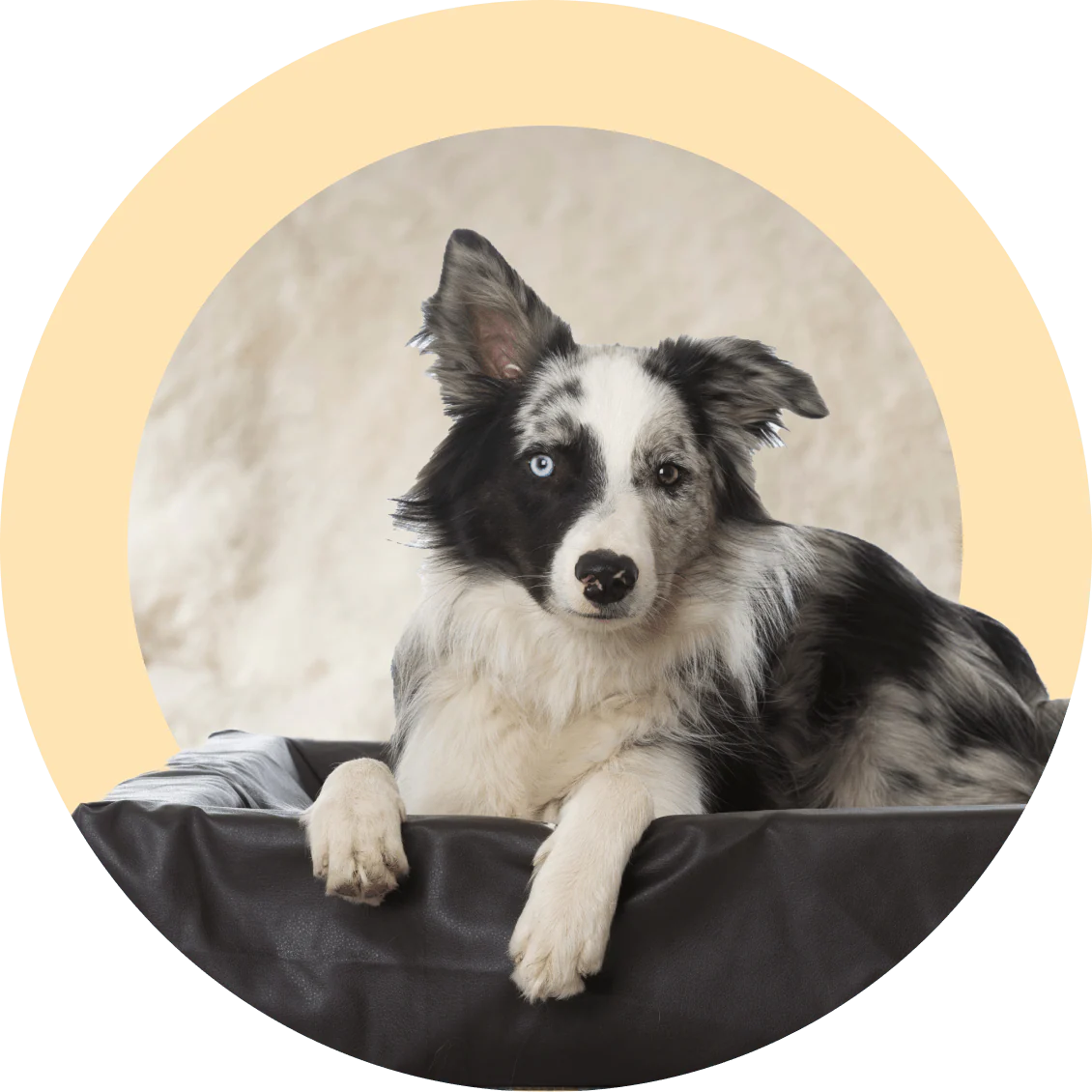 Skill: Bed Stay - Included with Online Life Skills 1 Program