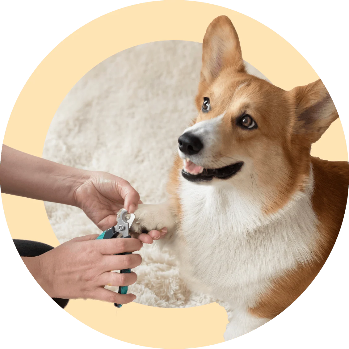 Skill: Nail Trim - Included with Online Puppy Essentials Program