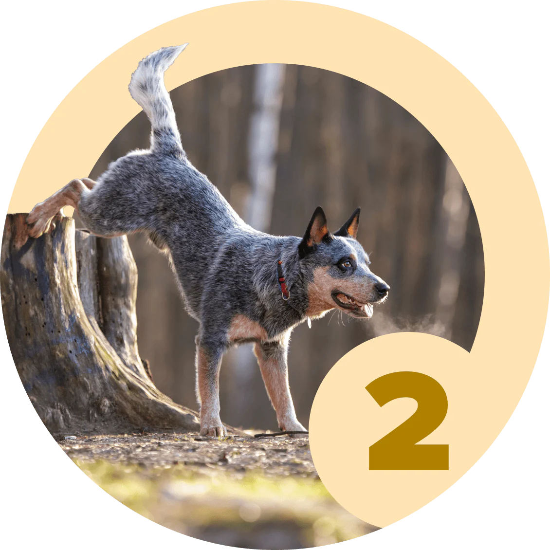 Method: Shaping 2.0