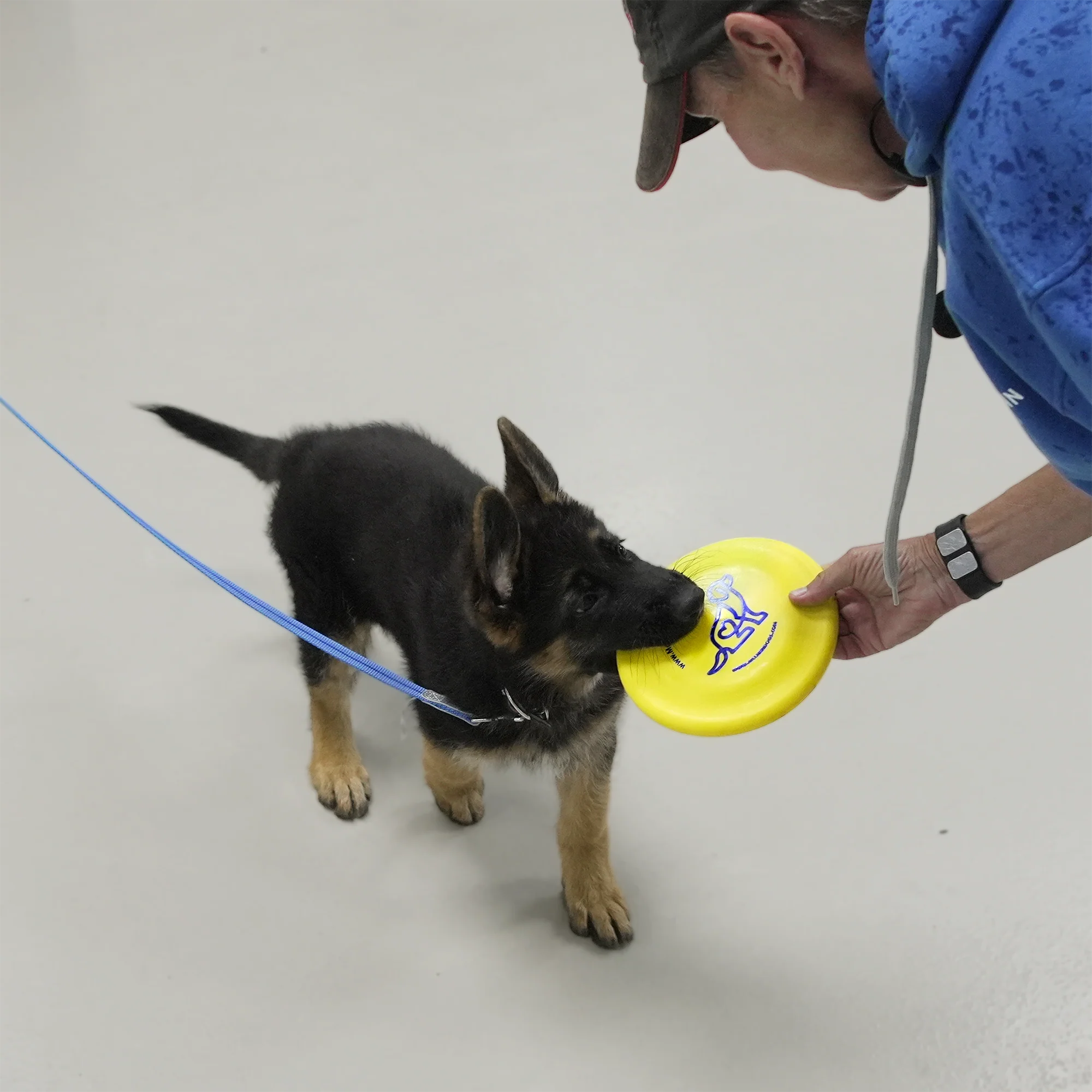 McCann Dogs SofFlite Puppy Disc - Image 4