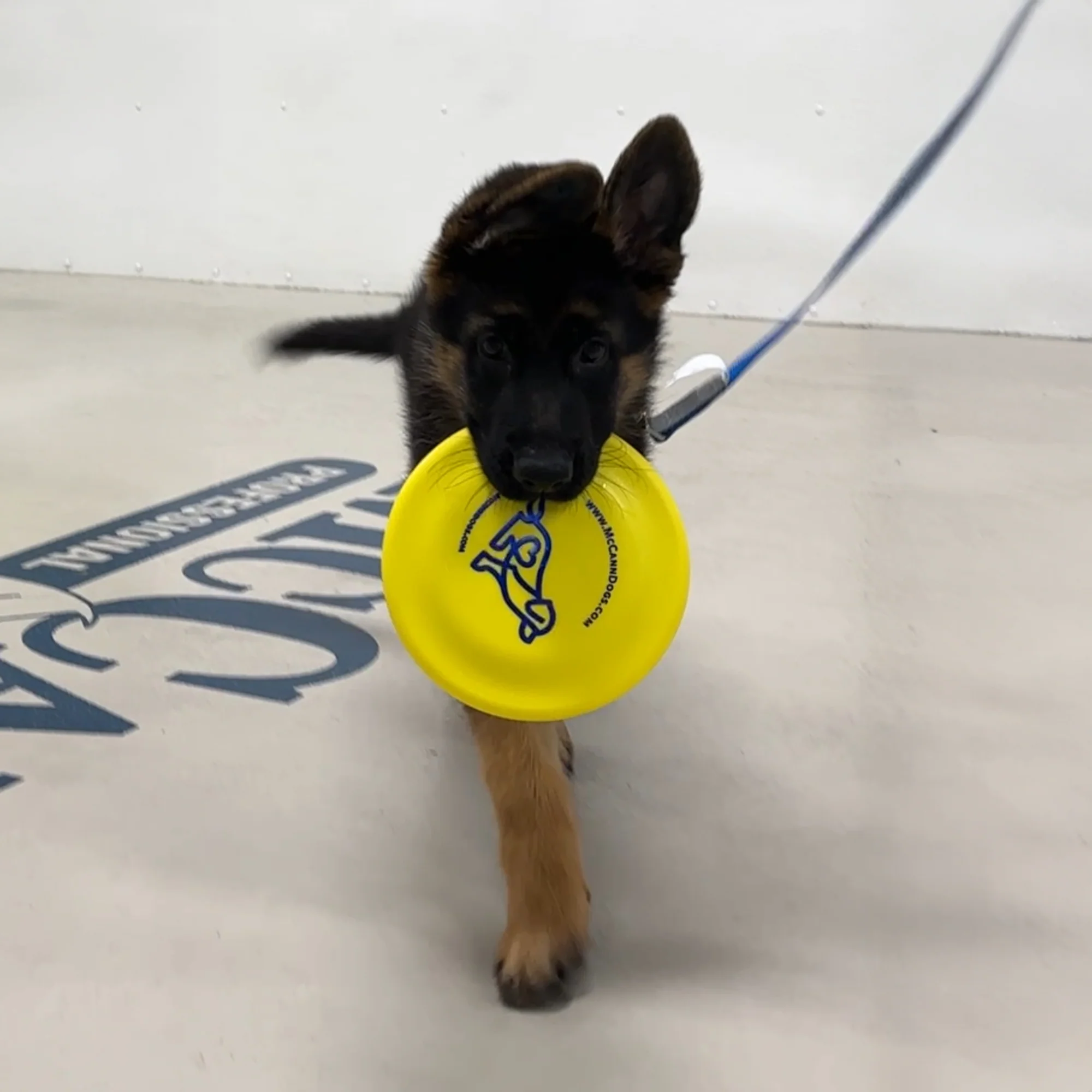 McCann Dogs SofFlite Puppy Disc - Image 5